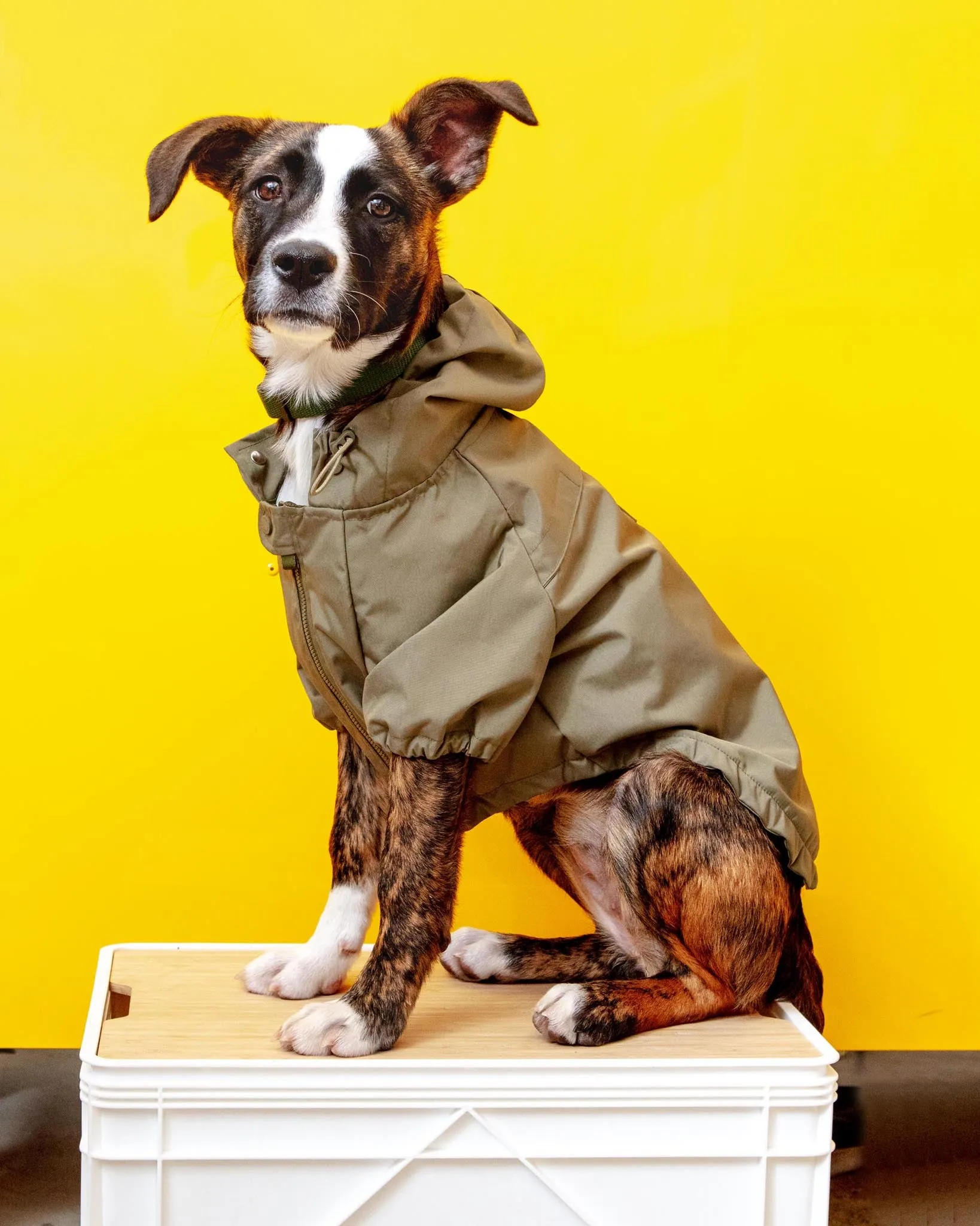 Brooklyn Nylon Water Resistant Dog Jacket (FINAL SALE)